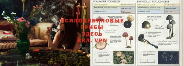 ПСИЛОЦИБИНОВЫЕ ГРИБЫ Пестово